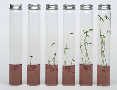 Pflanzen - Kräuter - Miniplants im Reagenzglas