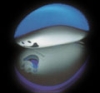 Aduki