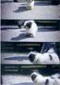 Super Sampler Beispiel hund