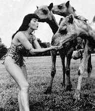 Bettie Page - am Kamel Fttern