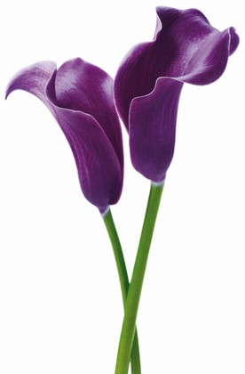 FOTOTAPETE - RIESENPOSTER - BLUME -  PURPLE CALLA LILIES auf einer Murgenthal Wunschliste / Geschenkidee
