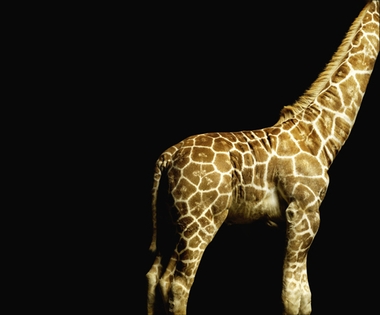 Fototapete Giraffe Vlies - Klicken f�r gr�ssere Ansicht