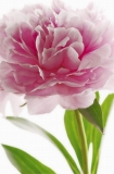 FOTOTAPETE - RIESENPOSTER - BLUME - PINK PEONY